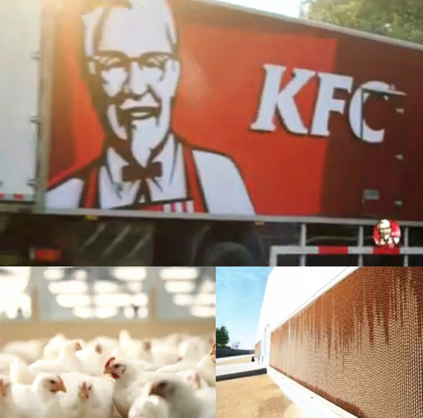 国产精品麻豆视频